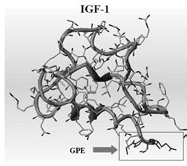Trofinetide (NNZ-2566) Trofinetide is a synthetic analogue of GPE Potentially targets a range of neurological conditions Does not bind to IGF1 receptor Provides good brain levels in