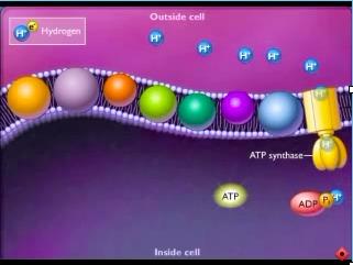 Electron Transport Chain occurs in the mitochondria electrons and H+ ions from Krebs Cycle are used to convert ADP