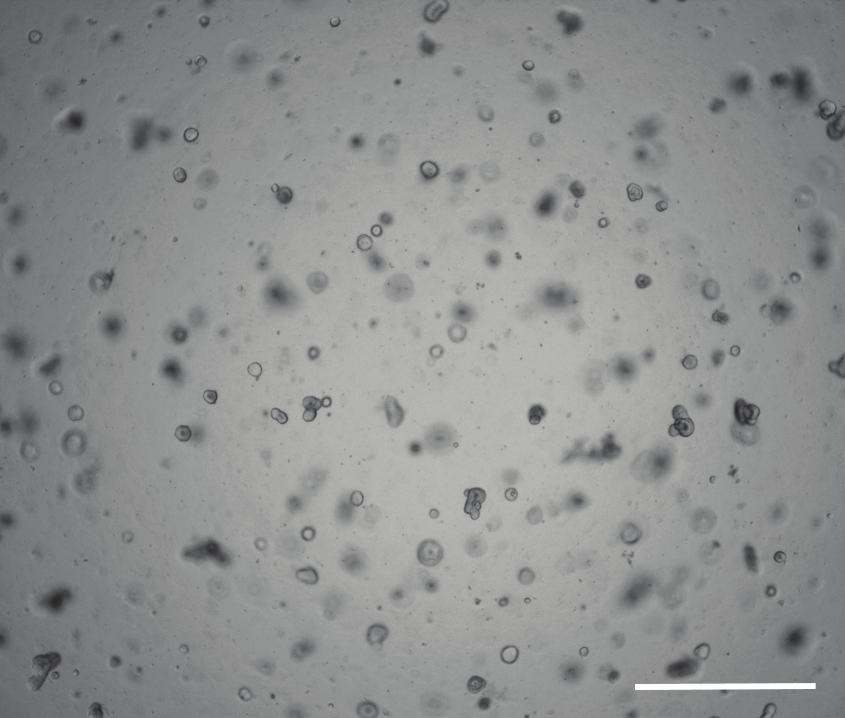 Passaging 1. Organoids can be passaged once they are mature, exhibiting a dark central lumen and multiple crypt domains. Typically, this is 7-10 days post seeding. 2.