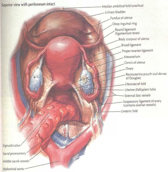 Ovaries Ellipsoid