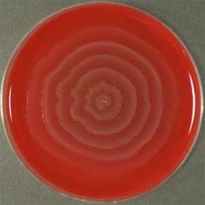 Certain species are very motile and produce a striking swarming effect on blood agar, characterized by expanding rings (waves) of organisms over the surface of the agar.(swarming Phenomenon).
