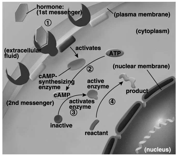 Acid-based Hormones: Single amino acids 3) Steroid Hormones: Resemble cholesterol 4) Prostaglandins: Synthesized from fatty acids Hormones Bind to Receptors