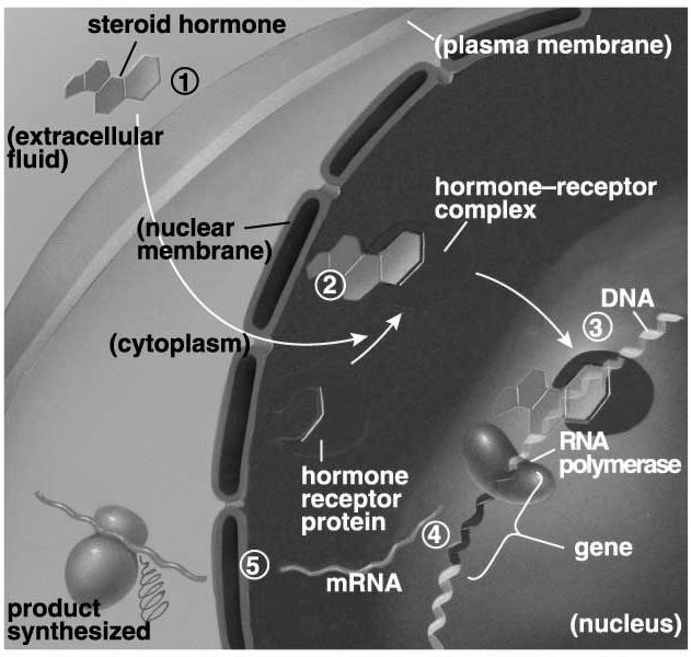 System: Steroid / Prostaglandin Hormones (hydrophobic) Hormone binds with receptor (plasma membrane) Hormone binds with receptor (cytoplasm - nucleus)