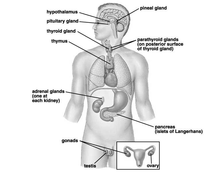 Major Endocrine Glands in Humans: Pituitary Gland: Pea-sized gland; hanging