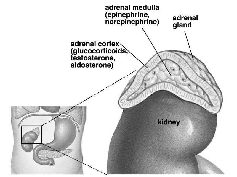 Adrenal Gland: 1) Adrenal Medulla (center of gland) Epinephrine/Norepinephrine (Amino acid hormones): Will you experience the adrenaline rush?