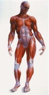 Muscular System Three types: skeletal,