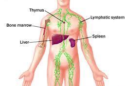 Lymphatic/Immune System Lymph