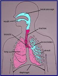 Respiratory System Lungs and