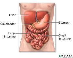 Digestive System Organs involved in