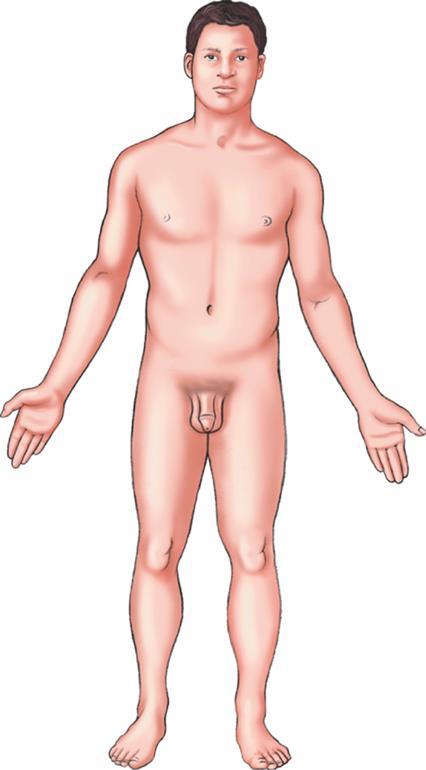 Anatomical Position Body is standing erect facing forward arms at side