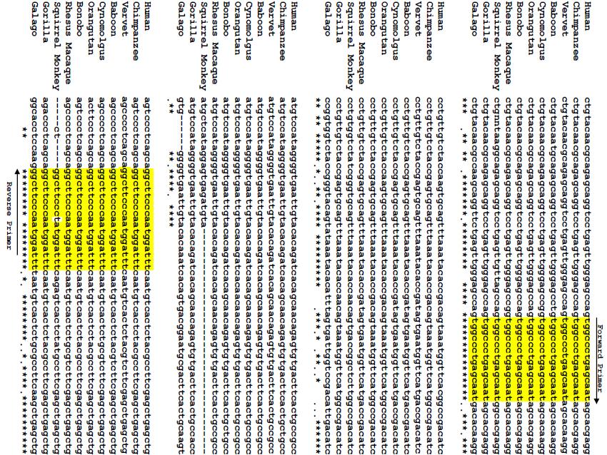 IFNGR2 partial sequence Supplemental Figure 8. IFNGR2 primer sequence. Sequence homology was determined through comparisons of primate sequences available on NCBI.