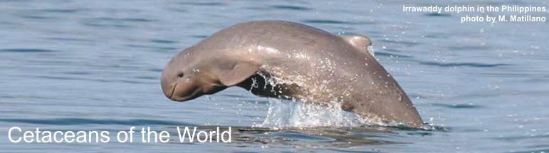 are marine except 5 species of freshwater dolphin