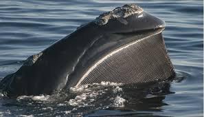 Baleen whales -Filter feeder -modified plates made out of Keratin (like our