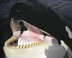 Toothed Whales -80 species of toothed whales -largest is the Sperm Whale (highly