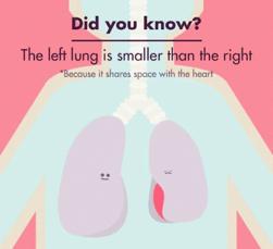 leaving space for heart Each lung made up