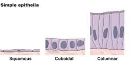 Epithelial Tissue - Epithelial tissues are classified by
