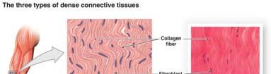 (areolar) Connective Tissue Collagen fibers are thick bundles Elastic fibers are thinner, more wavy 15 Dense (Regular) Connective Tissue Note the