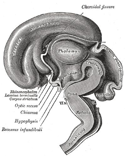 Source: Gray654 Gray s Anatomy (public domain) 9 The (Neuro)Endocrine System includes the Endocrine System (glands and organs) PLUS the Diffuse Neuroendocrine System The Diffuse Neuroendocrine System
