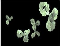 Antibody Protein molecules (immunoglobulins) - Produced by B cells