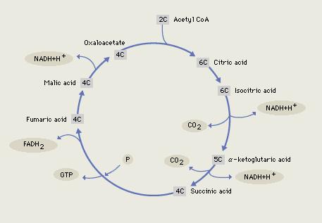 Krebs Cycle Figure 6 ADPs. Each complete turn of the cycle results in the regeneration of oxaloacetate and the formation of two molecules of carbon dioxide.