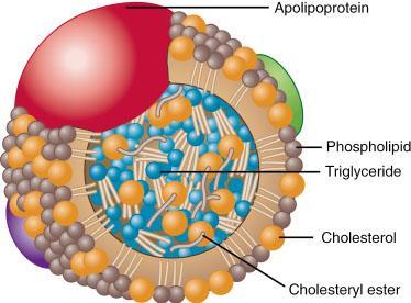 Chylomicrons consist from two layers: very hydrophobic layer (Triglycerides, cholesterol ester.