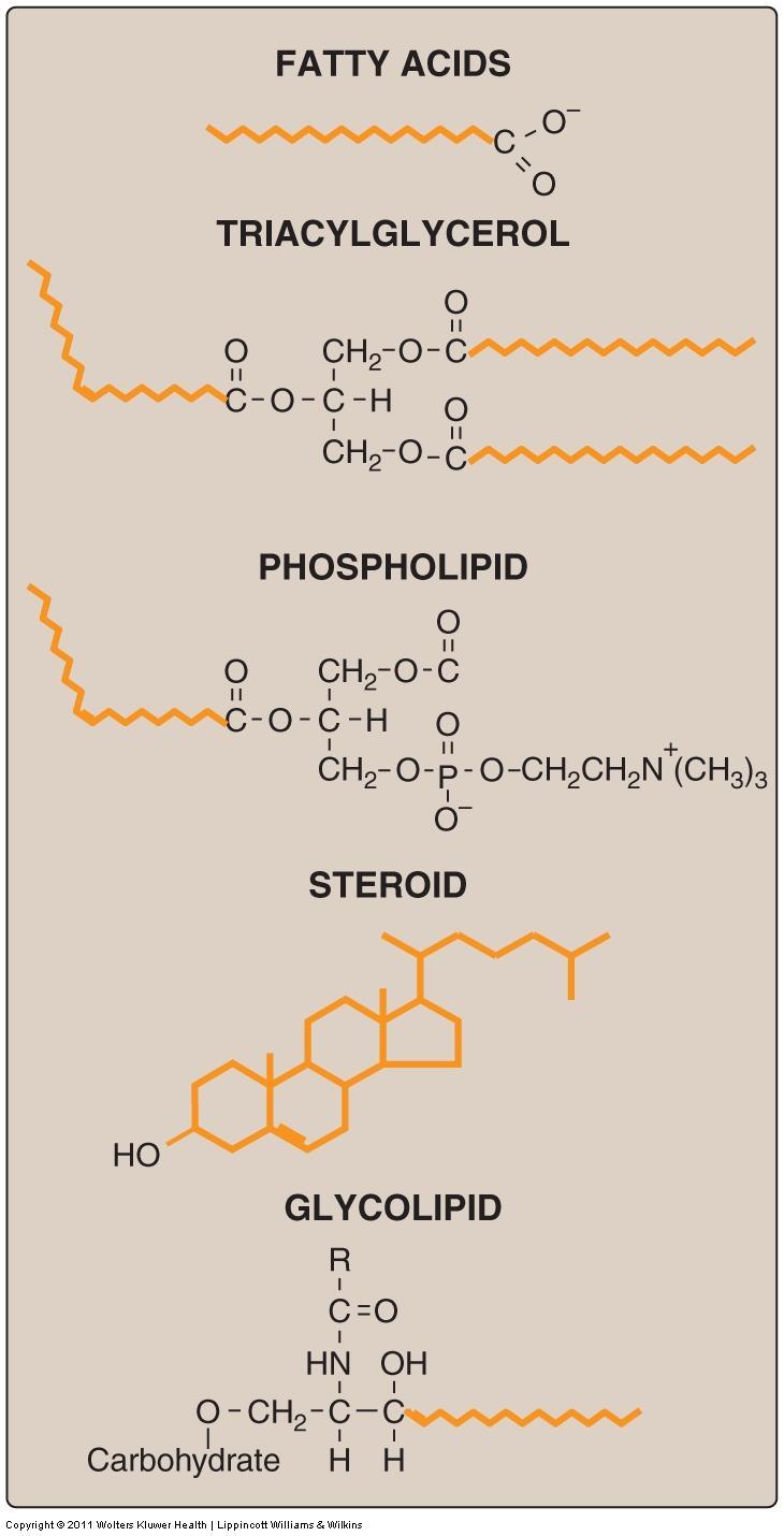 OVERVIEW Lipids are a heterogeneous group. water-insoluble (hydrophobic) organic molecules (Figure 15.1). Lipidsمهم transported in plasma in association with protein 1. as in lipoprotein particles 2.
