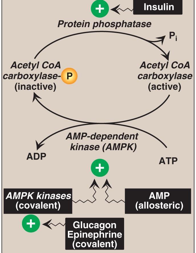 Allosteric regulation Allosteric activation by citrate. Allosteric inhibition by long-chain fatty acyl CoA. 2.