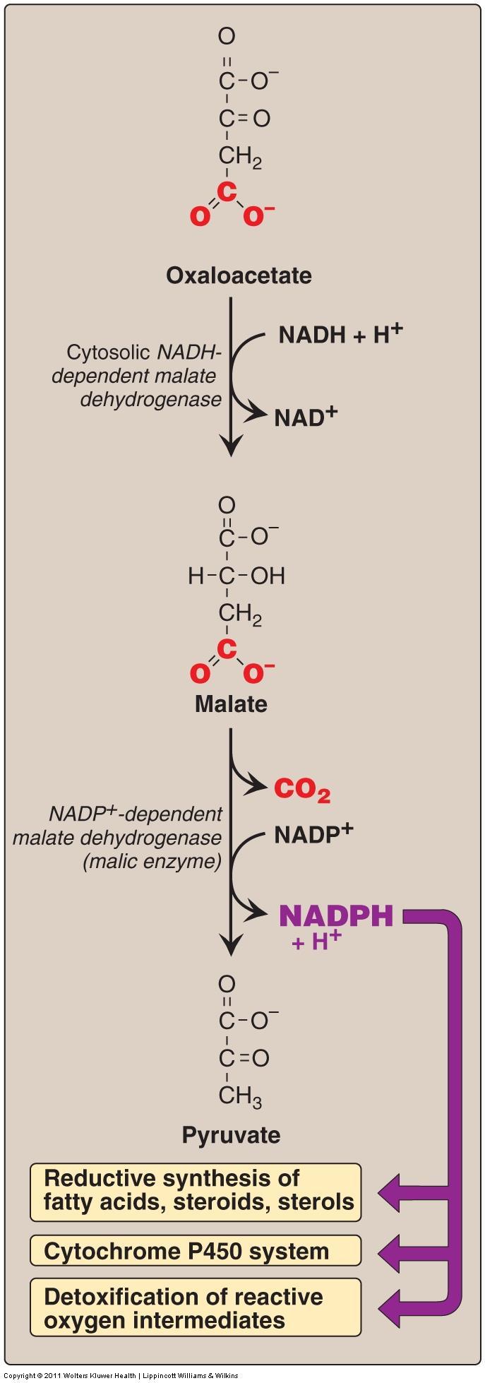 De novo synthesis of Fatty Acids D. Major sources of the NADPH required for fatty acid synthesis NADPH produced from: two source of NADPH, 1.