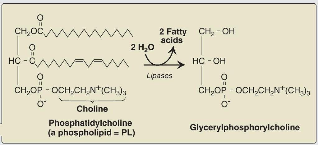 Degradation of dietary lipids by pancreatic enzymes Phospholipid degradation: phospholipase A2: 1.phospholipase A2 is activated by trypsin and bile salts. 2.