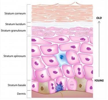 Life Cycle in the Epidermis Cells of the epidermis pass through five different stages as they grow and move outward.