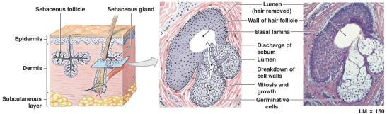 Sebaceous Glands Sebaceous glands are exocrine glands that secrete an oil called