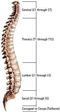 Anatomical Description The spine is made up 33 vertebrae, which are divided into five regions: cervical, thoracic, lumbar, sacral, and coccyx.