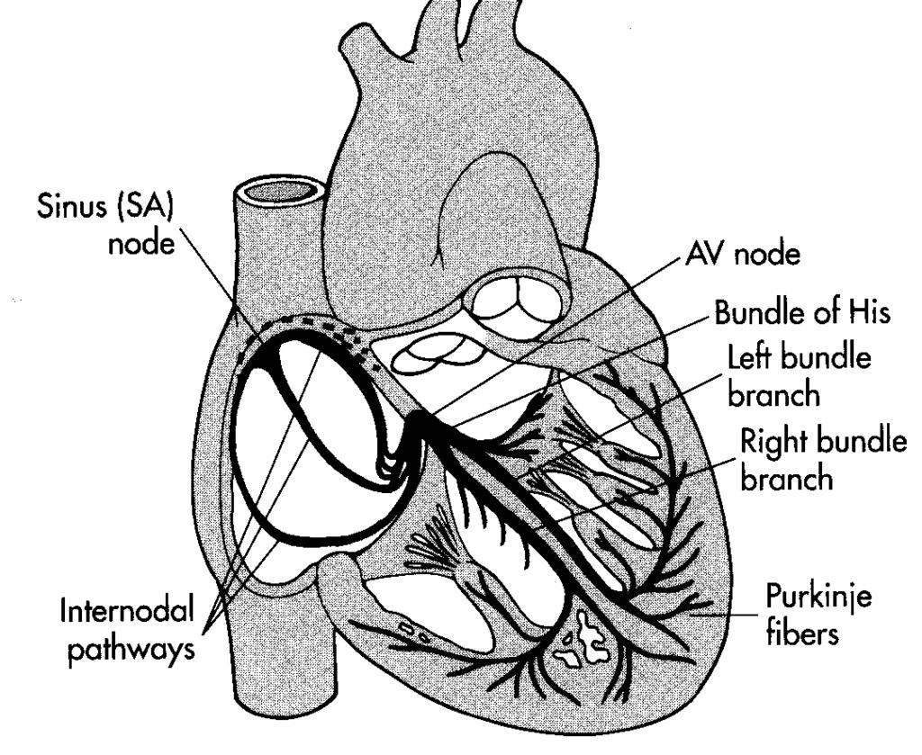 Conduction System Review Left Bundle Branch Left anterior fascicle Left posterior fascicle Right