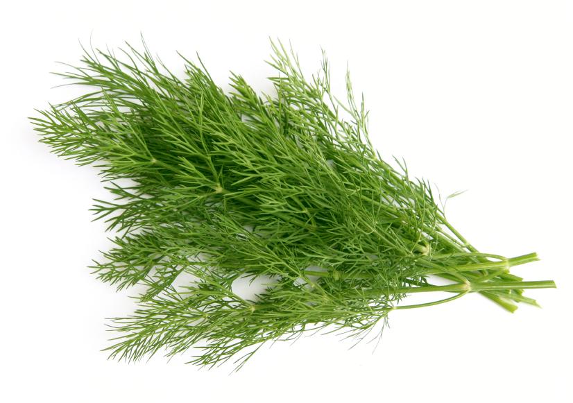 The Dill