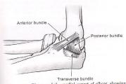 Arc of motion where overhead throwing occurs Slide 6 Medial Collateral Ligament Complex 3 Bundles: Anterior Primary
