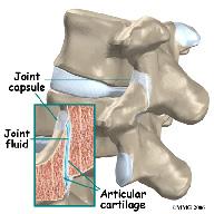 Each joint is surrounded by a joint capsule. The joint capsule is made up of the ligaments and connective tissues that help hold the joint together.