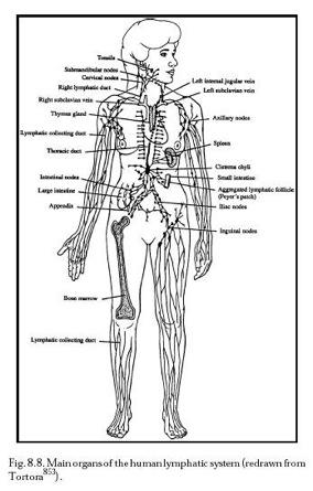Major Functions of the Lymphatic System 1. Filtration of lymph 2. Return of leaked fluid to cardiovascular system 3.