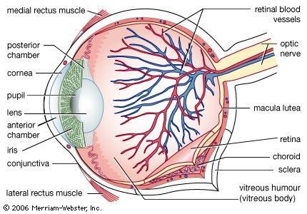 Chambers of the Eye Aqueous Humor Water cushion Between the cornea & iris (Anterior Chamber)