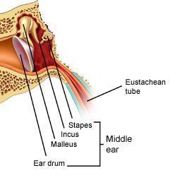 Middle Ear Tympanic Membrane Ear Drum Divides the outer & middle ear Sound waves cause it to vibrate.