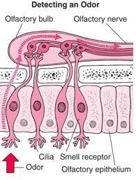 The Nose: The Sense of Smell Chemoreceptors are located on the olfactory epithelium.