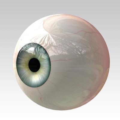 Sclera Outer, protective, fibrous covering White of the eye Insertion point for muscle attachment that move & control eye.