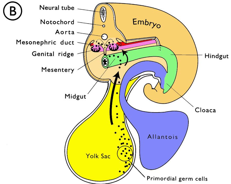 Fetal Kidneys Pronephros» regresses Mesonephros» portions of