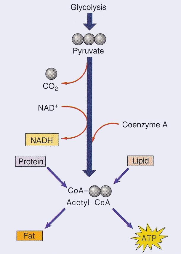 1. Glycolysis Glycolysis [glycos = sugar, and lysis = splitting] is the breakdown of.