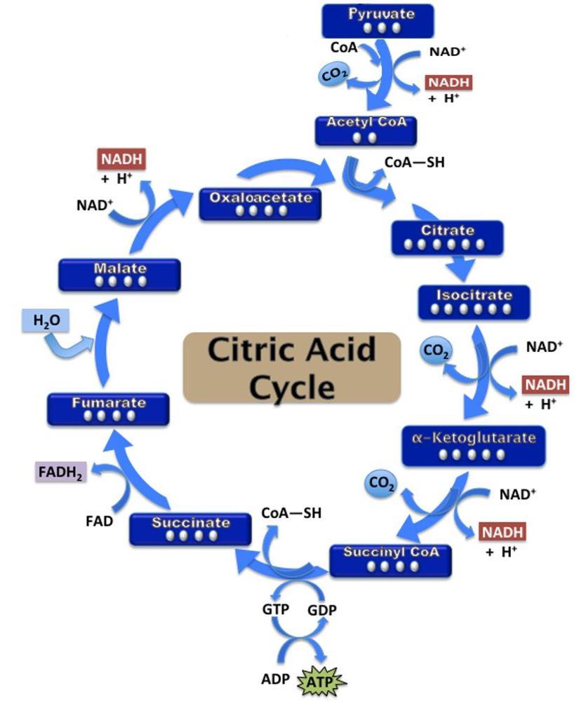 3. Electron transport chain The electron acceptor molecules (NADH and FADH 2) deposit their electrons into the electron transport chain and return into the empty forms NAD + and FAD.