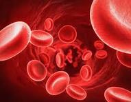 Human Blood Types Alleles: I A, I B and i I A =type A I B