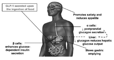 Effects of Glucagon-like peptide-1 Idris I and