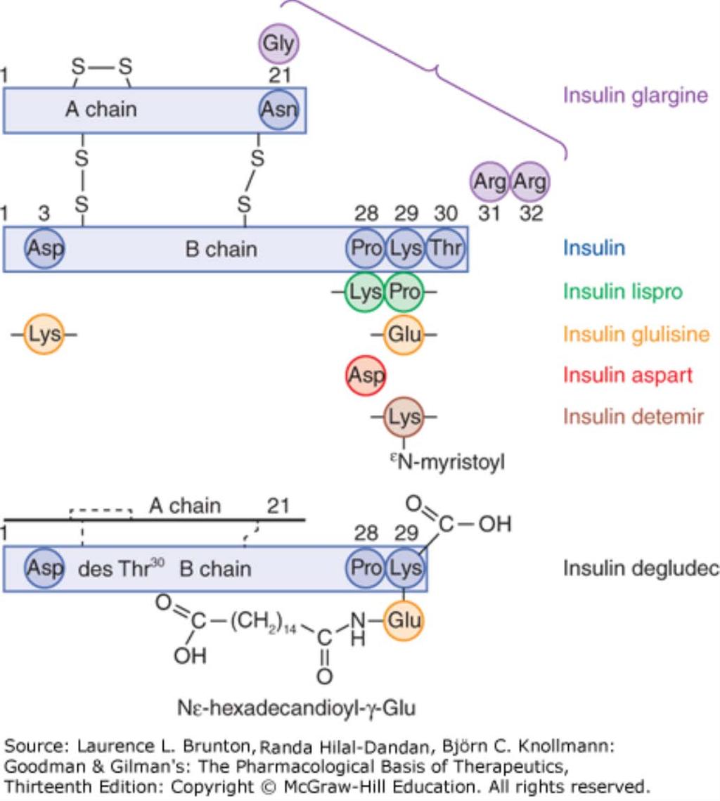 Insulin analogues. Modifications of native insulin can alter its pharmacokinetic profile.