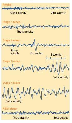 Sleep - 10/5/17 Kelsey Thursday, October 5, 2017 10:59 AM How to Study and Measure Sleep Sleep: Absence of overt behavior, absence of consciousness.