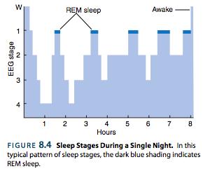 Sleep is a cycle: Free Running Sleep/Wake Cycle Experiment: Room/Cave without windows, free food, entertainment, no clocks Measure: the amount of time awake/sleep Result: Sleep/wake cycle is not the