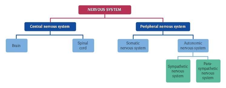 Psychology study chapter 5 The Human Nervous System The human nervous system has 3 main functions - To receive information - Process information - And coordinate a response to the information It is